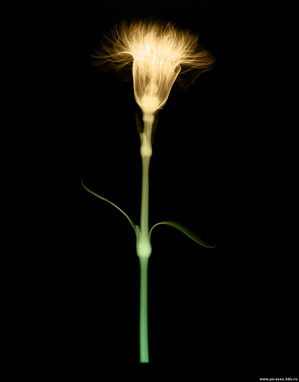 00037815